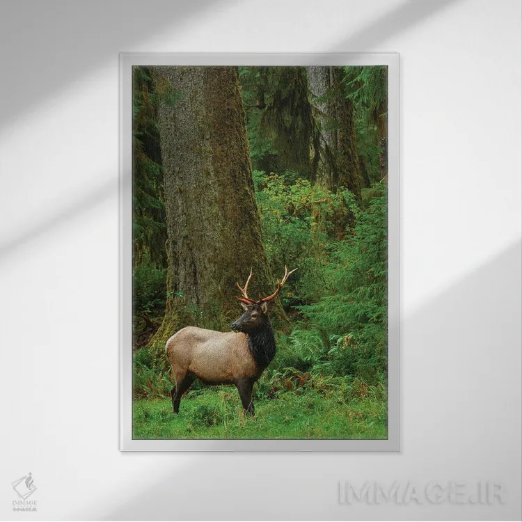 تابلو دکوراتیو Pacific Northwest Rainforest I,گوزن شاخ پهن روزولت نر، جنگل بار… اثر کن آرچر - نمای قابدار سفید