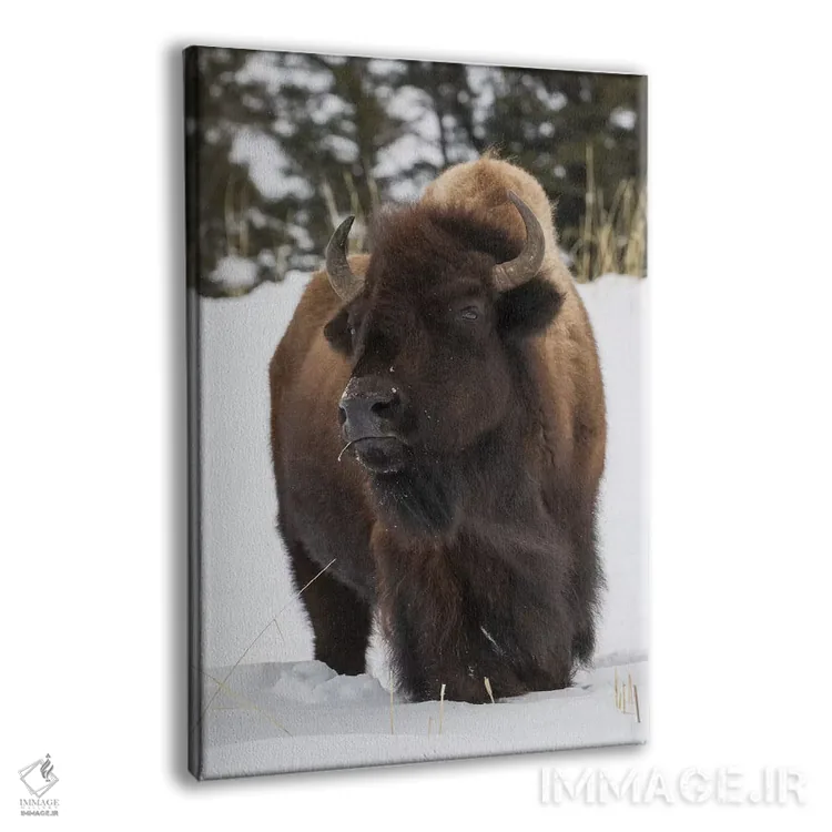 تابلو دکوراتیو intently watching another bull approaching,گاومیش کوهان دار نر… اثر کن آرچر - نمای پرسپکتیو محصول