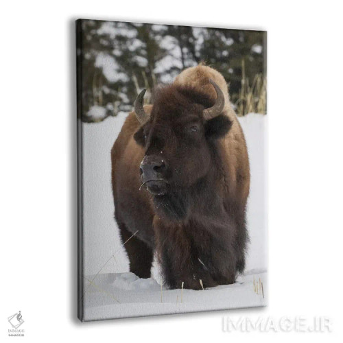 تابلو دکوراتیو intently watching another bull approaching,گاومیش کوهان دار نر… اثر کن آرچر - نمای پرسپکتیو محصول