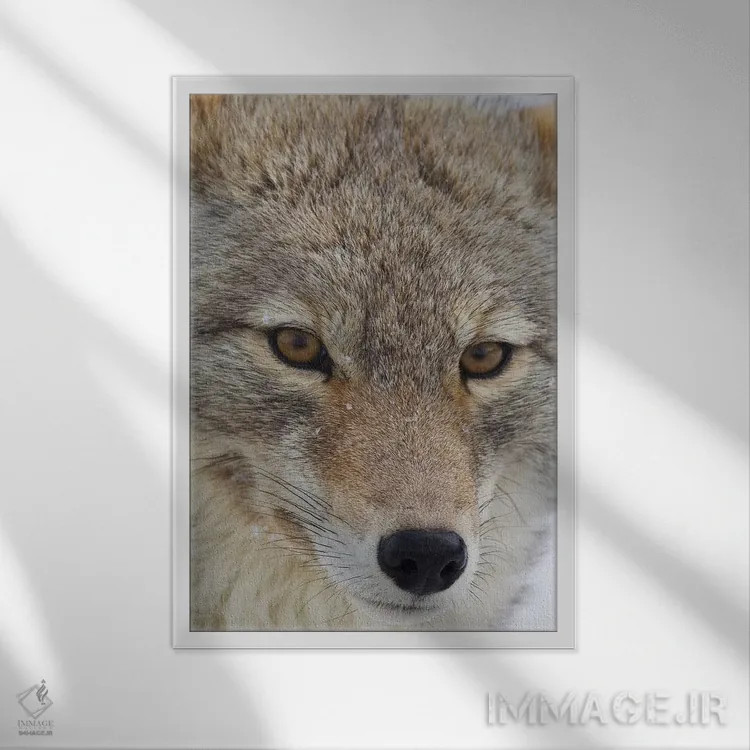 تابلو دکوراتیو نمای نزدیک کایوت اثر کن آرچر - نمای قابدار سفید