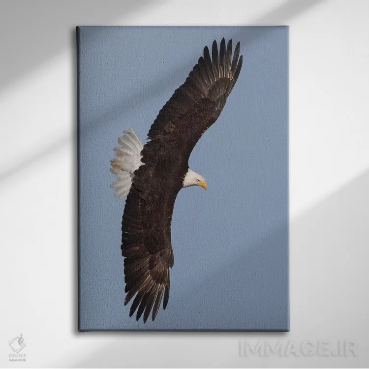 تابلو دکوراتیو عقاب سرسفید در حال پرواز اثر کن آرچر - نمای روبهرو روی دیوار