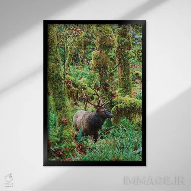 تابلو دکوراتیو USA, Washington State. Olympic National Park,گوزن شاخ پهن روزول… اثر کن آرچر - نمای قابدار مشکی
