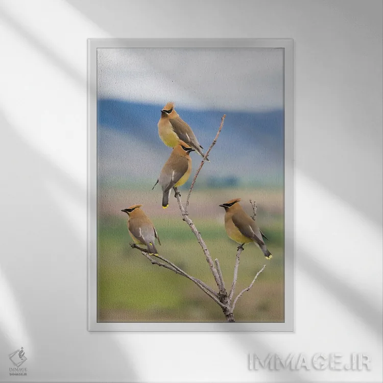 تابلو دکوراتیو Spring Migration,سدار وکس وینگ ها، مهاجرت بهاری اثر کن آرچر - نمای قابدار سفید