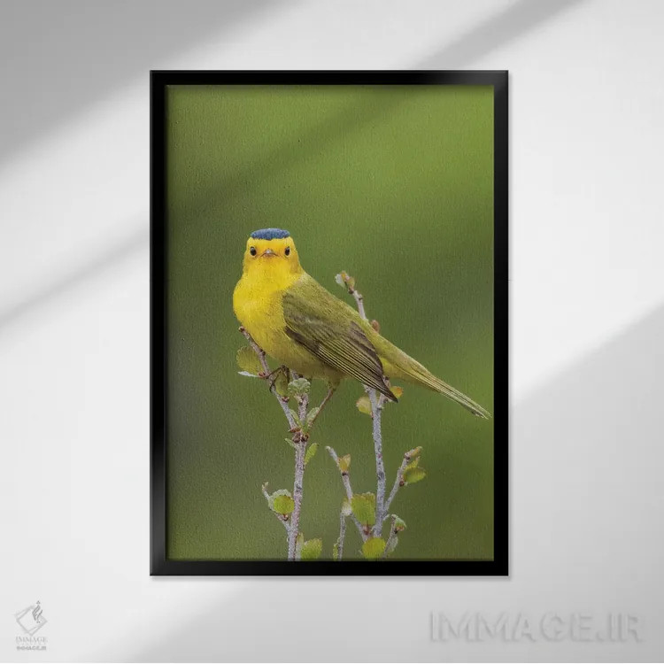 تابلو دکوراتیو چکچک ویلسون اثر کن آرچر - نمای قابدار مشکی