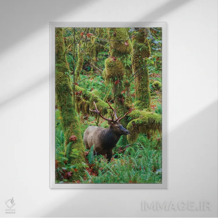 تابلو دکوراتیو USA, Washington State. Olympic National Park,گوزن شاخ پهن روزول… اثر کن آرچر - نمای قابدار سفید