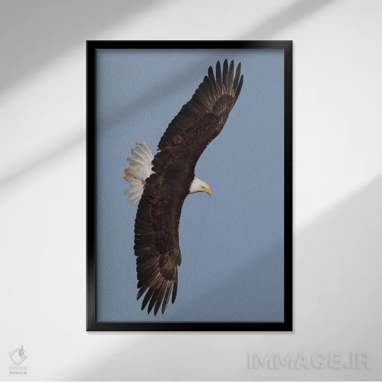 تابلو دکوراتیو عقاب سرسفید در حال پرواز اثر کن آرچر - نمای قابدار مشکی