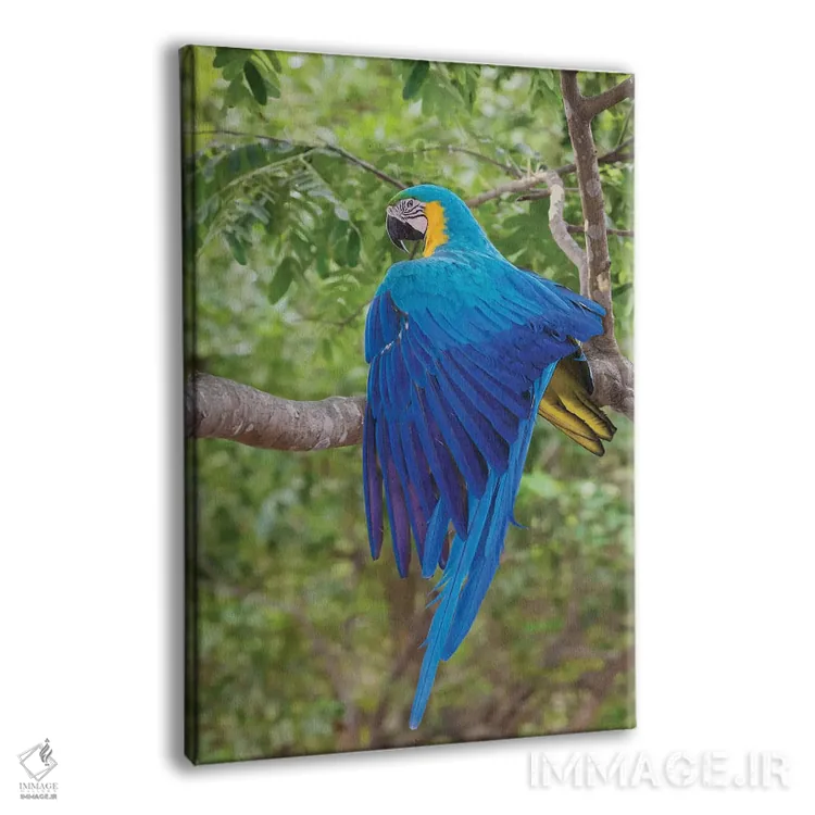 تابلو دکوراتیو ماکائوی آبی و طلایی در حال کشیدن بال اثر کن آرچر - نمای پرسپکتیو محصول