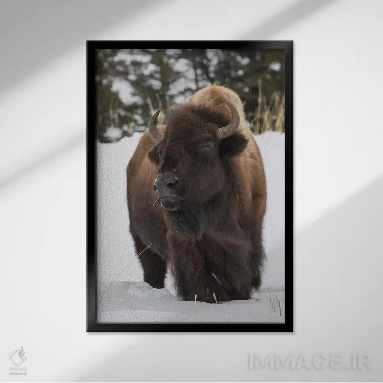 تابلو دکوراتیو intently watching another bull approaching,گاومیش کوهان دار نر… اثر کن آرچر - نمای قابدار مشکی