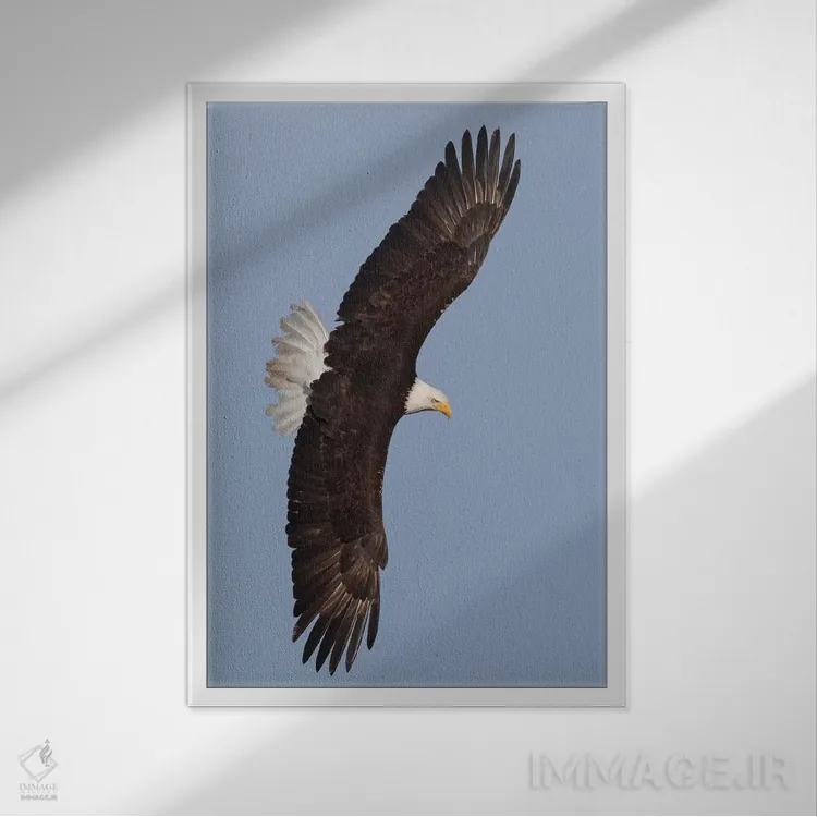 تابلو دکوراتیو عقاب سرسفید در حال پرواز اثر کن آرچر - نمای قابدار سفید