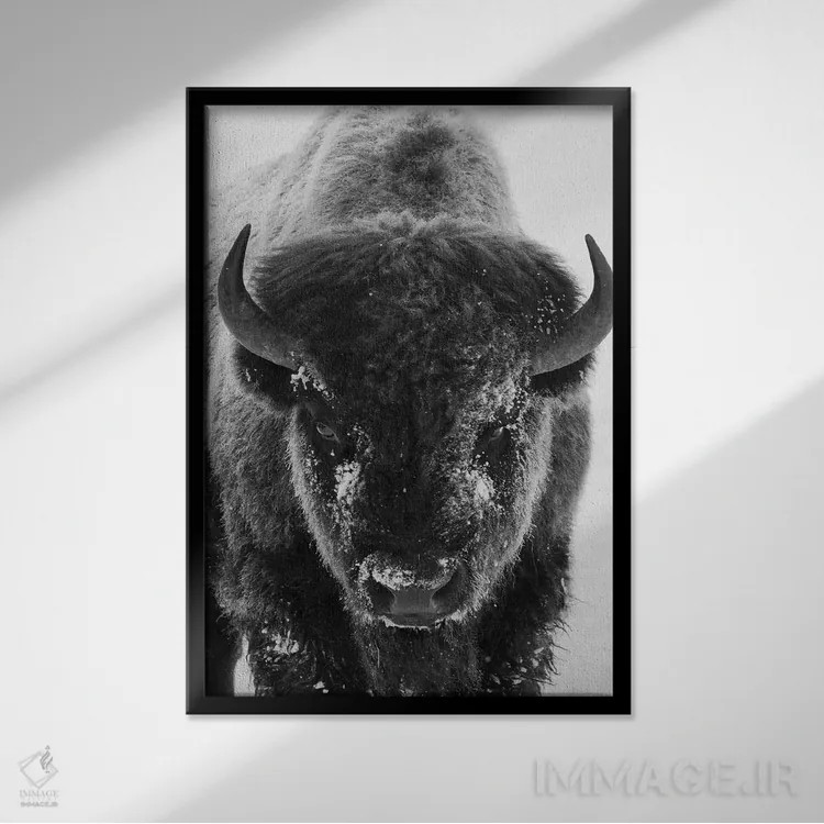 تابلو دکوراتیو گاومیش نر کوهان دار در صبح سرد و مه آلود اثر کن آرچر - نمای قابدار مشکی