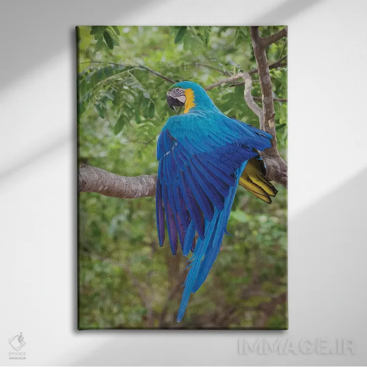 تابلو دکوراتیو ماکائوی آبی و طلایی در حال کشیدن بال اثر کن آرچر - نمای روبهرو روی دیوار