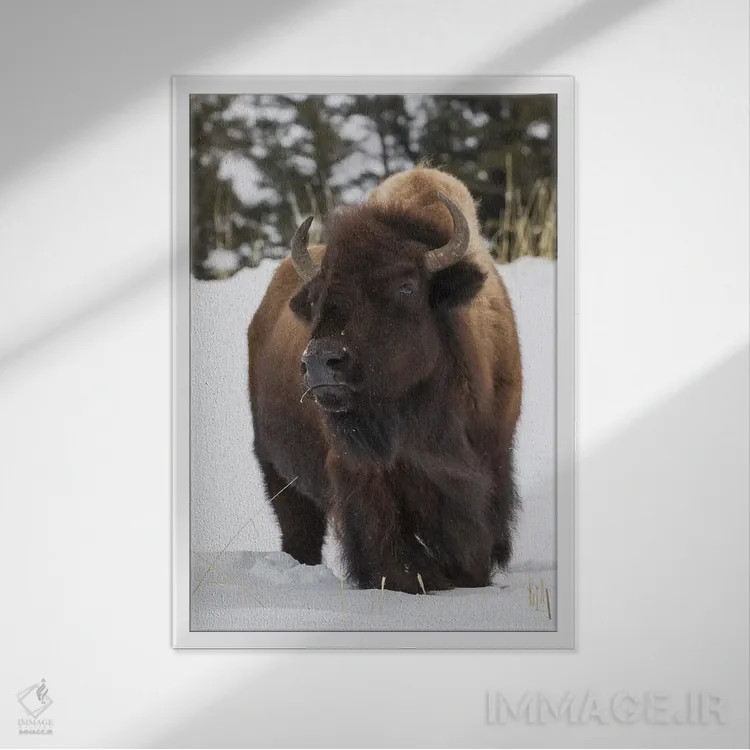 تابلو دکوراتیو intently watching another bull approaching,گاومیش کوهان دار نر… اثر کن آرچر - نمای قابدار سفید