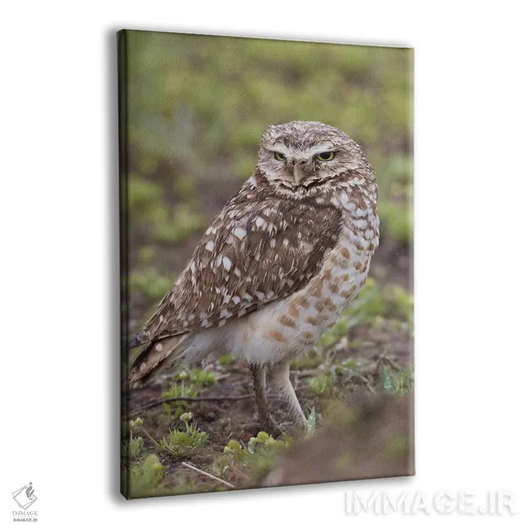 تابلو دکوراتیو جغد لانه کن اثر کن آرچر - نمای پرسپکتیو محصول