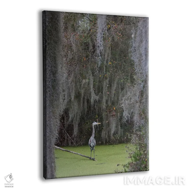 تابلو دکوراتیو Spanish Moss,حواصیل آبی بزرگ، خزه اسپانیایی اثر کن آرچر - نمای پرسپکتیو محصول