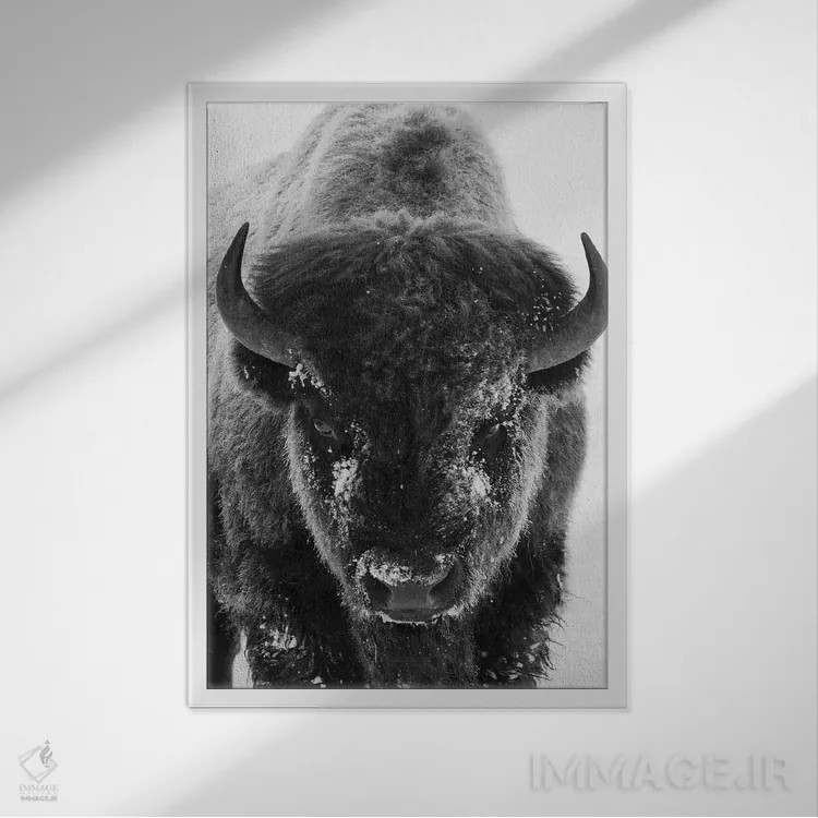 تابلو دکوراتیو گاومیش نر کوهان دار در صبح سرد و مه آلود اثر کن آرچر - نمای قابدار سفید