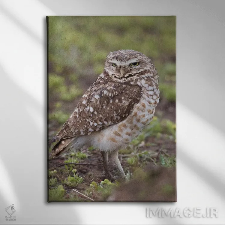 تابلو دکوراتیو جغد لانه کن اثر کن آرچر - نمای روبهرو روی دیوار