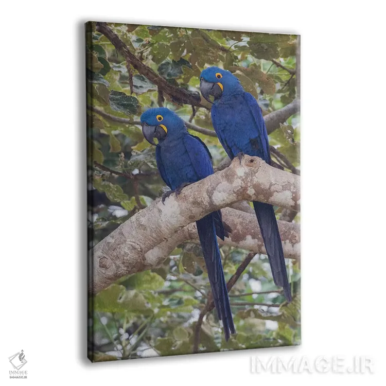 تابلو دکوراتیو جفت ماکائوی سنبل اثر کن آرچر - نمای پرسپکتیو محصول