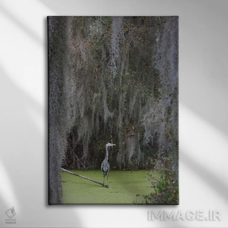 تابلو دکوراتیو Spanish Moss,حواصیل آبی بزرگ، خزه اسپانیایی اثر کن آرچر - نمای روبهرو روی دیوار