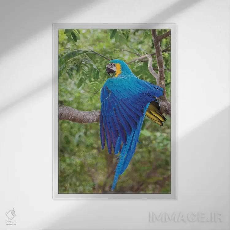 تابلو دکوراتیو ماکائوی آبی و طلایی در حال کشیدن بال اثر کن آرچر - نمای قابدار سفید