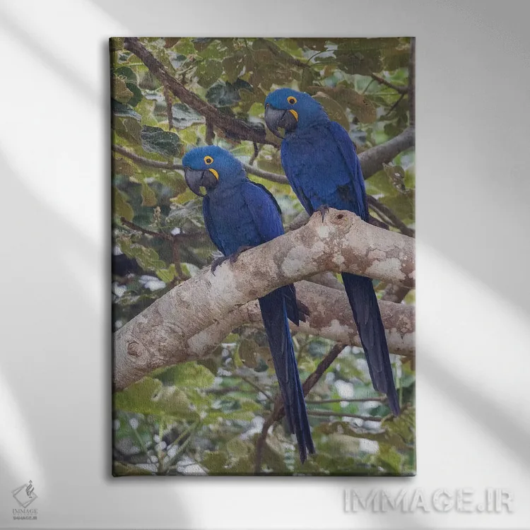 تابلو دکوراتیو جفت ماکائوی سنبل اثر کن آرچر - نمای روبهرو روی دیوار