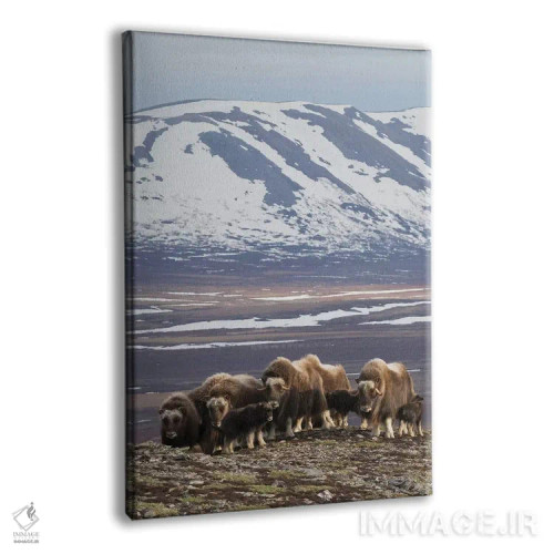 تابلو دکوراتیو Arctic habitat,گله گاومیش مشکین، زیستگاه شمالگان اثر کن آرچر - نمای پرسپکتیو محصول