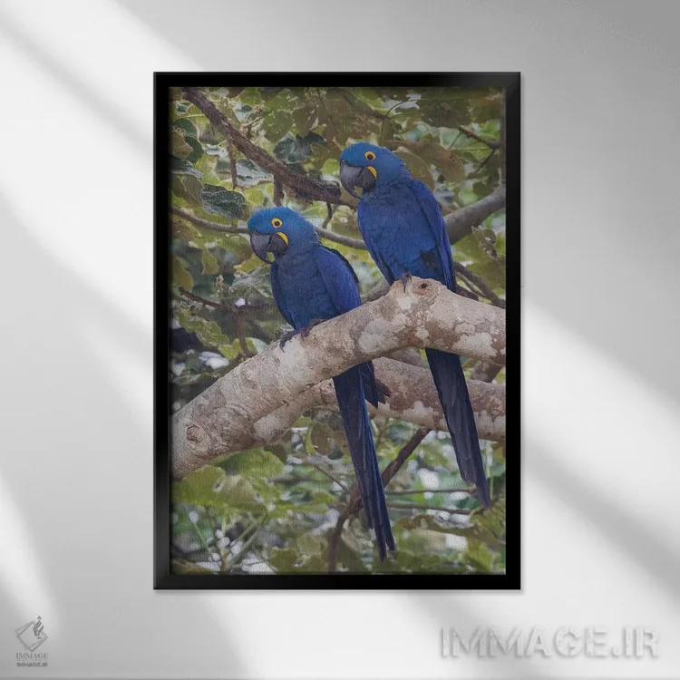 تابلو دکوراتیو جفت ماکائوی سنبل اثر کن آرچر - نمای قابدار مشکی