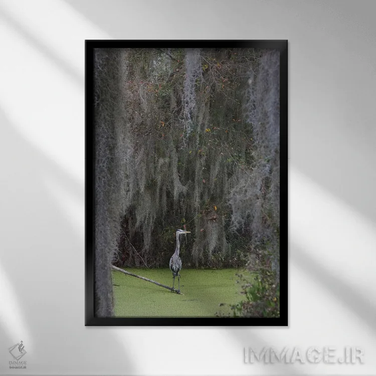 تابلو دکوراتیو Spanish Moss,حواصیل آبی بزرگ، خزه اسپانیایی اثر کن آرچر - نمای قابدار مشکی