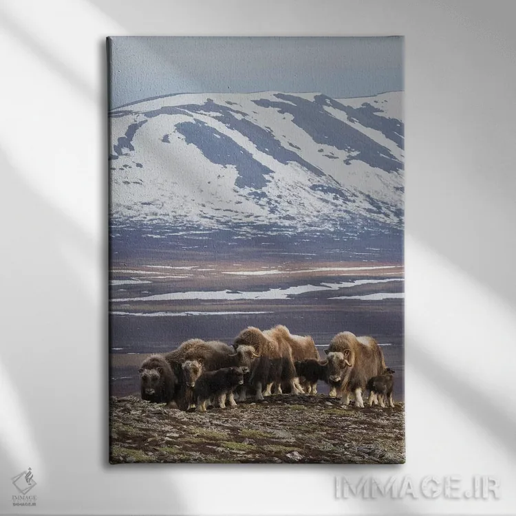 تابلو دکوراتیو Arctic habitat,گله گاومیش مشکین، زیستگاه شمالگان اثر کن آرچر - نمای روبهرو روی دیوار