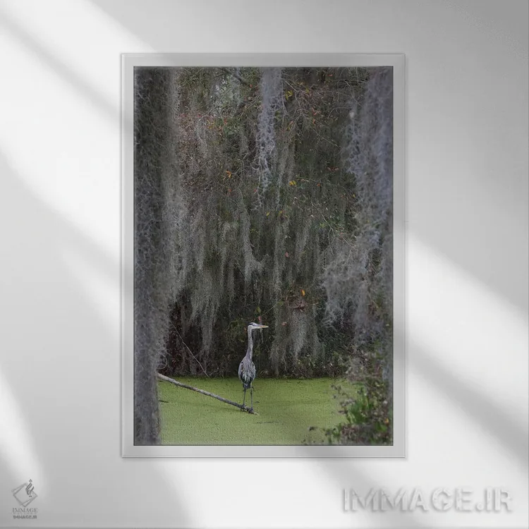تابلو دکوراتیو Spanish Moss,حواصیل آبی بزرگ، خزه اسپانیایی اثر کن آرچر - نمای قابدار سفید
