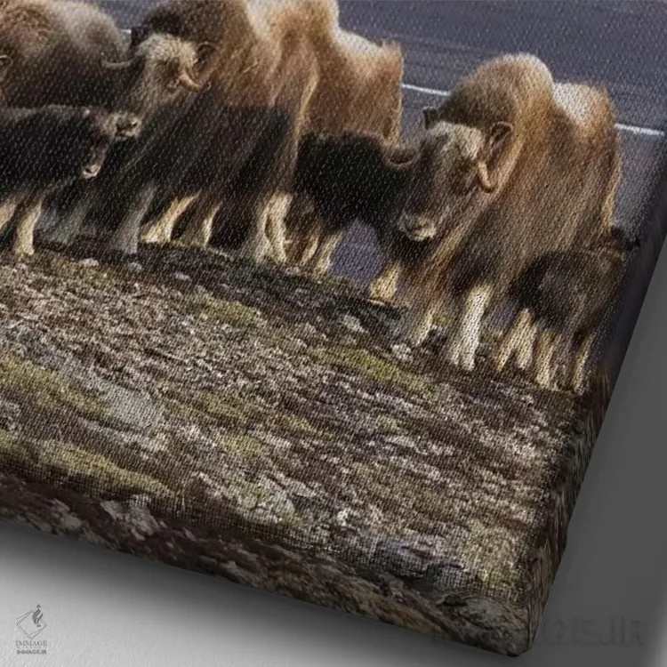 تابلو دکوراتیو Arctic habitat,گله گاومیش مشکین، زیستگاه شمالگان اثر کن آرچر - نمای نزدیک بافت بوم