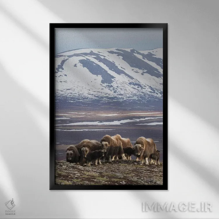تابلو دکوراتیو Arctic habitat,گله گاومیش مشکین، زیستگاه شمالگان اثر کن آرچر - نمای قابدار مشکی