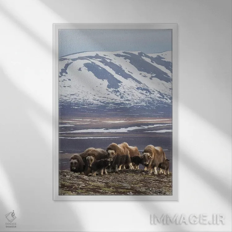 تابلو دکوراتیو Arctic habitat,گله گاومیش مشکین، زیستگاه شمالگان اثر کن آرچر - نمای قابدار سفید