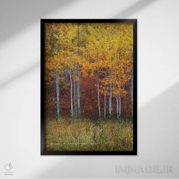 تابلو دکوراتیو جنگل سپیدار پاییزی سمت چپ اثر کریستوفر وست - نمای قابدار مشکی
