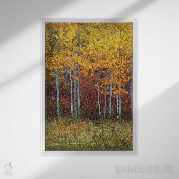 تابلو دکوراتیو جنگل سپیدار پاییزی سمت چپ اثر کریستوفر وست - نمای قابدار سفید