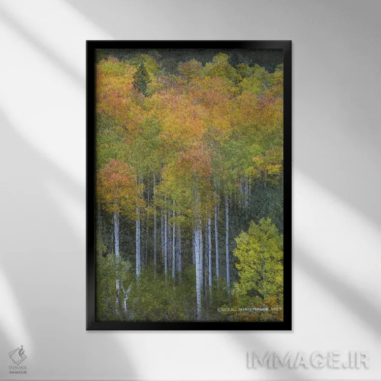 تابلو دکوراتیو سپیدار انتزاعی طبیعی اثر کریستوفر وست - نمای قابدار مشکی