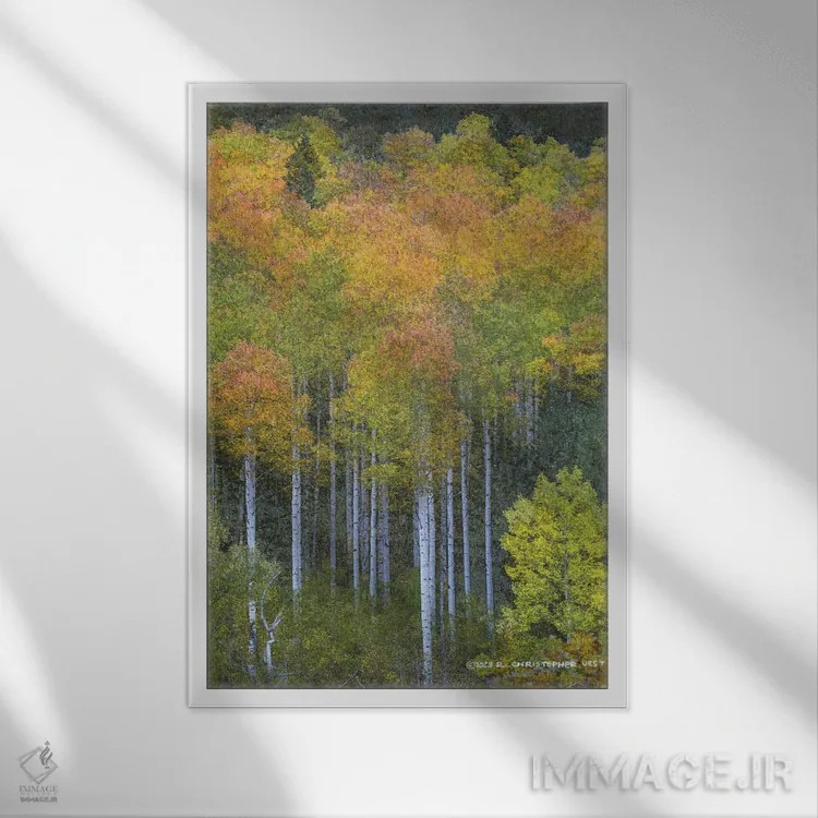 تابلو دکوراتیو سپیدار انتزاعی طبیعی اثر کریستوفر وست - نمای قابدار سفید