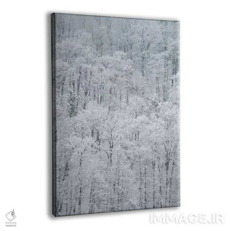 تابلو دکوراتیو New York State. Snow covered trees, Green Lakes State Park,آم… اثر کریس موری - نمای پرسپکتیو محصول