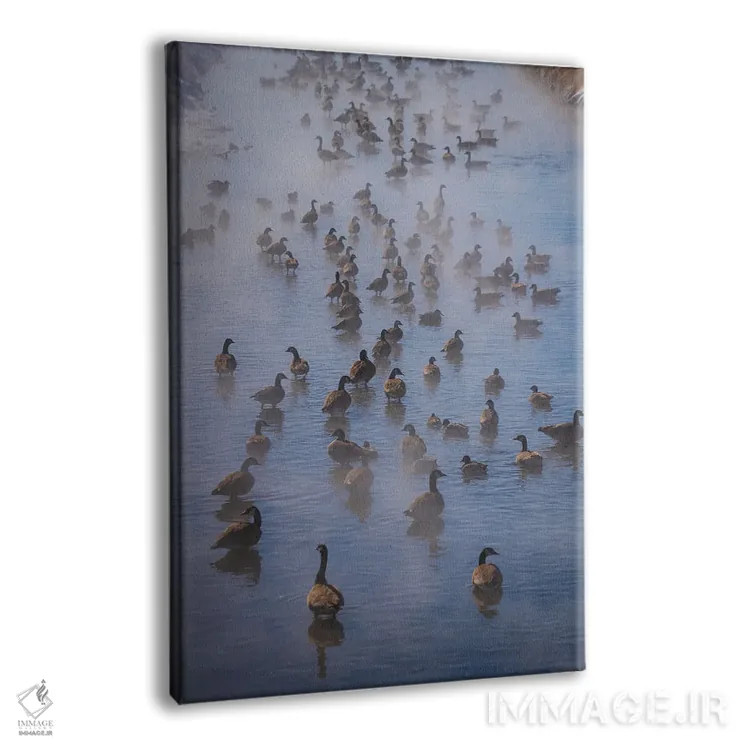 تابلو دکوراتیو غازهای کانادایی در مه اثر کریستوفر توماس - نمای پرسپکتیو محصول