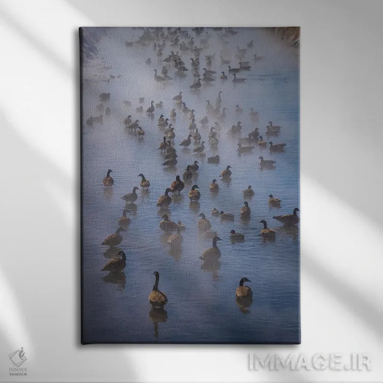 تابلو دکوراتیو غازهای کانادایی در مه اثر کریستوفر توماس - نمای روبهرو روی دیوار