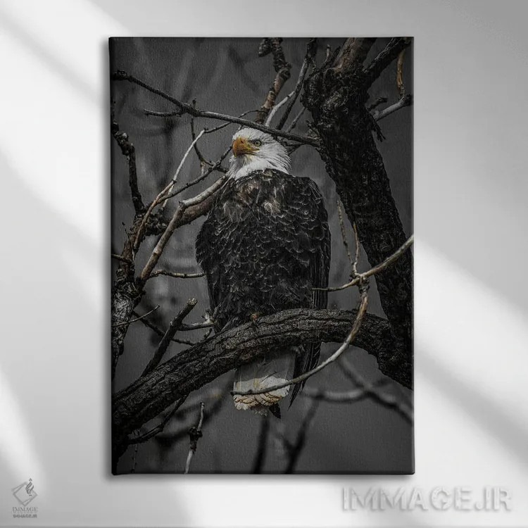 تابلو دکوراتیو بررسی عقاب سرسفید اثر کریستوفر توماس - نمای روبهرو روی دیوار