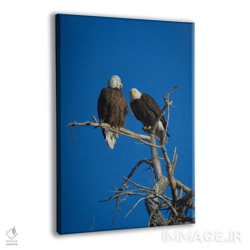 تابلو دکوراتیو عقاب های سرسفید اثر کریستوفر توماس - نمای پرسپکتیو محصول