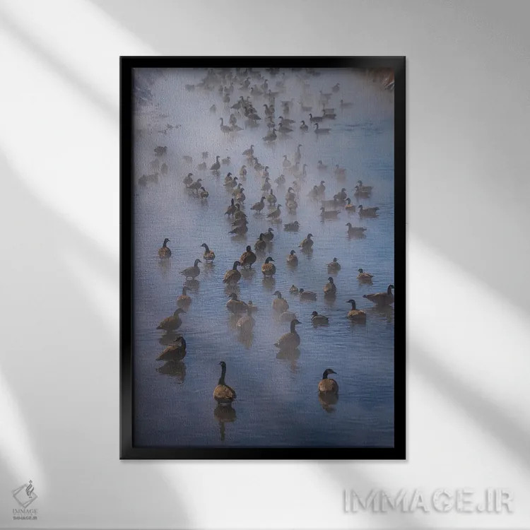 تابلو دکوراتیو غازهای کانادایی در مه اثر کریستوفر توماس - نمای قابدار مشکی