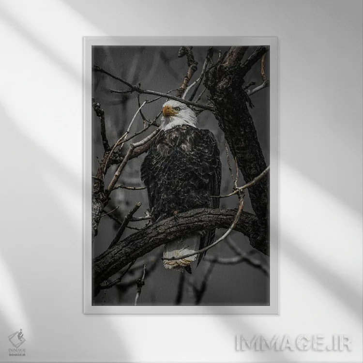 تابلو دکوراتیو بررسی عقاب سرسفید اثر کریستوفر توماس - نمای قابدار سفید