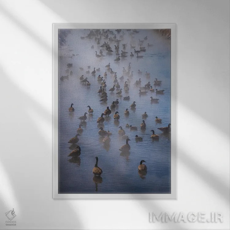 تابلو دکوراتیو غازهای کانادایی در مه اثر کریستوفر توماس - نمای قابدار سفید