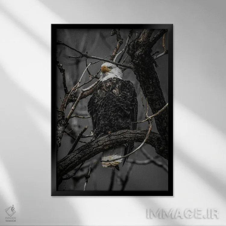 تابلو دکوراتیو بررسی عقاب سرسفید اثر کریستوفر توماس - نمای قابدار مشکی