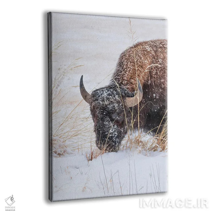 تابلو دکوراتیو صورت گاومیش یخ زده اثر کریستوفر توماس - نمای پرسپکتیو محصول