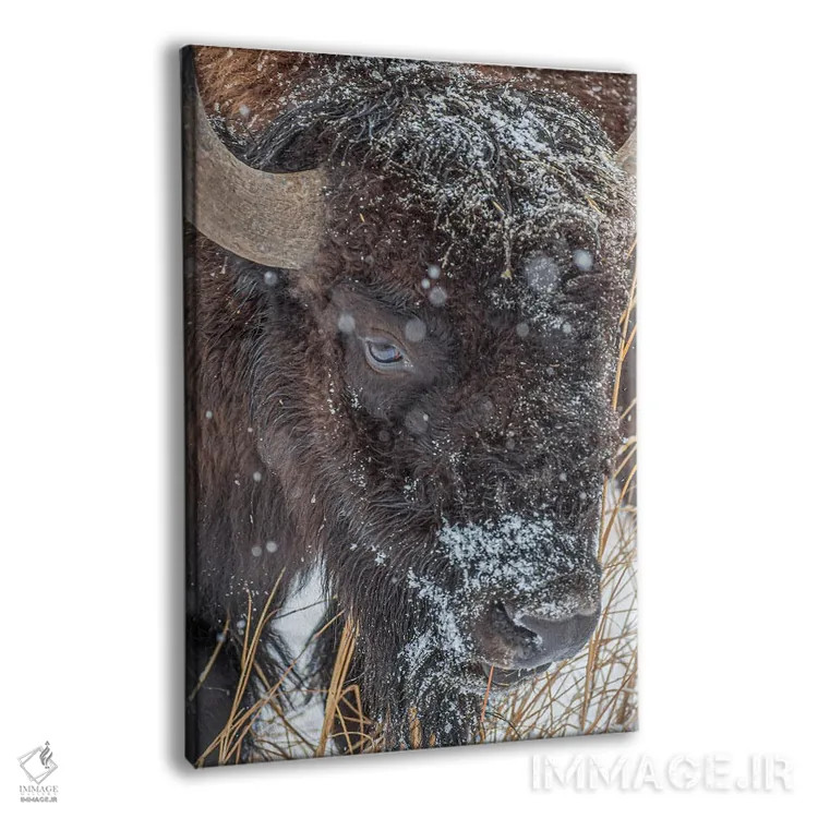 تابلو دکوراتیو جانور یخ زده اثر کریستوفر توماس - نمای پرسپکتیو محصول