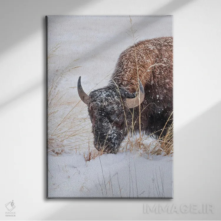 تابلو دکوراتیو صورت گاومیش یخ زده اثر کریستوفر توماس - نمای روبهرو روی دیوار