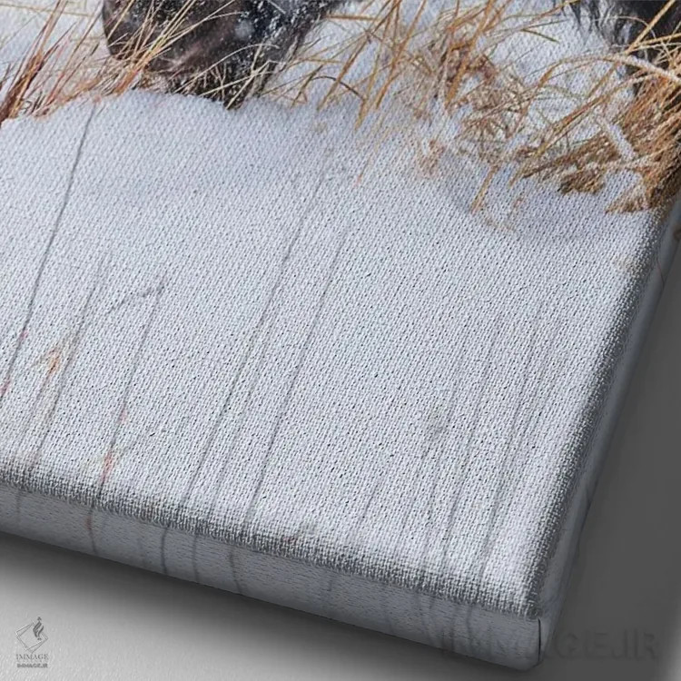 تابلو دکوراتیو صورت گاومیش یخ زده اثر کریستوفر توماس - نمای نزدیک بافت بوم