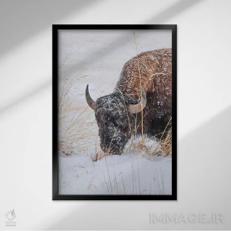 تابلو دکوراتیو صورت گاومیش یخ زده اثر کریستوفر توماس - نمای قابدار مشکی